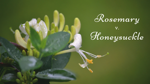 ingredient battle rosemary honeysuckle