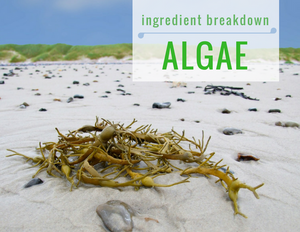 ingredient breakdown algae