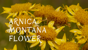 arnica montana ingredient breakdown
